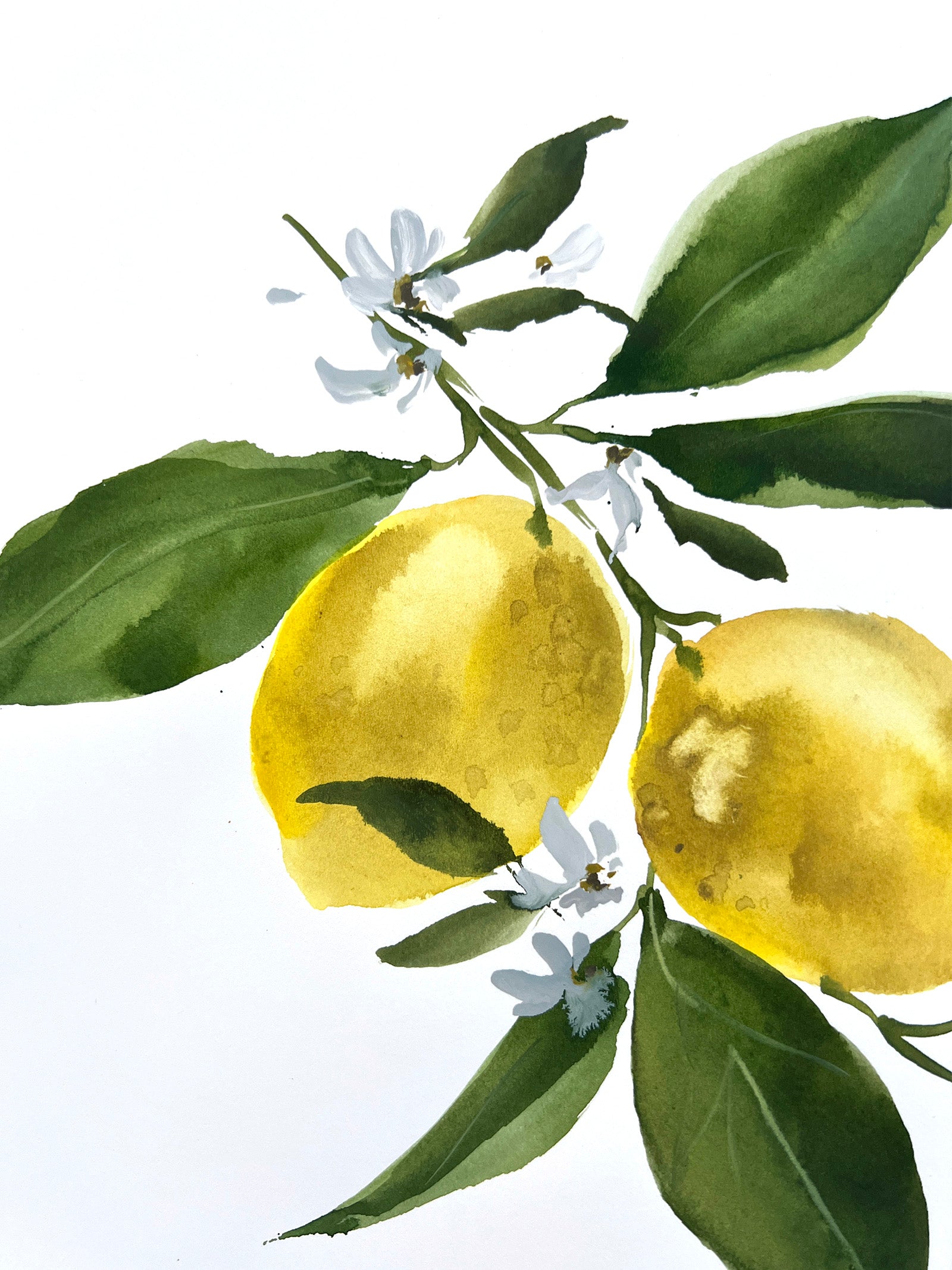 Lemon Study No. 4