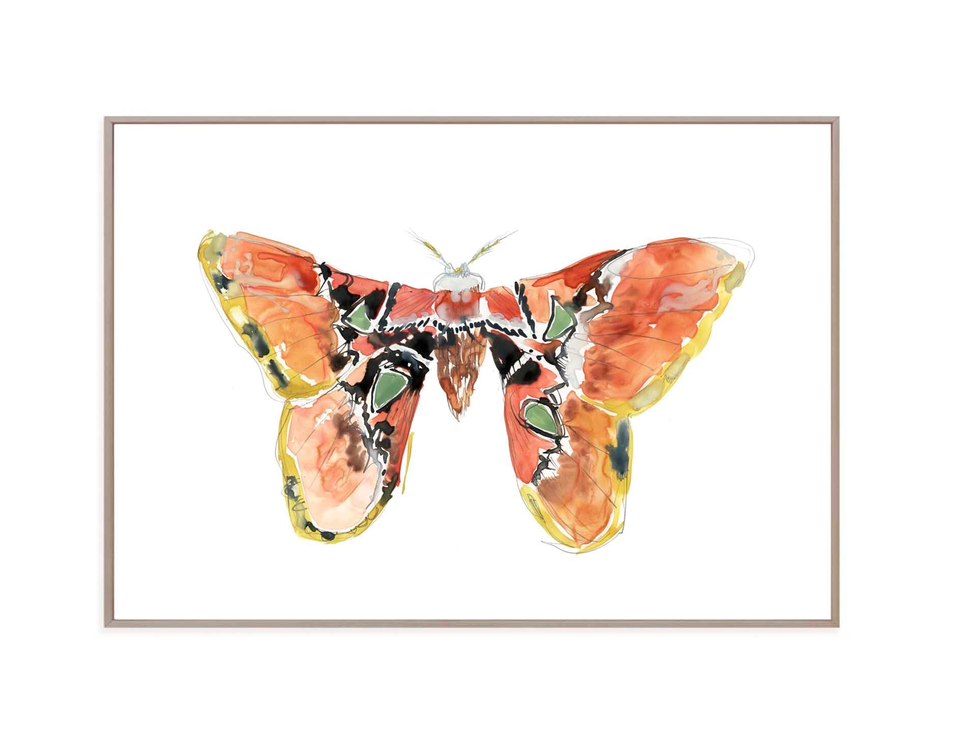 Atlas Moth