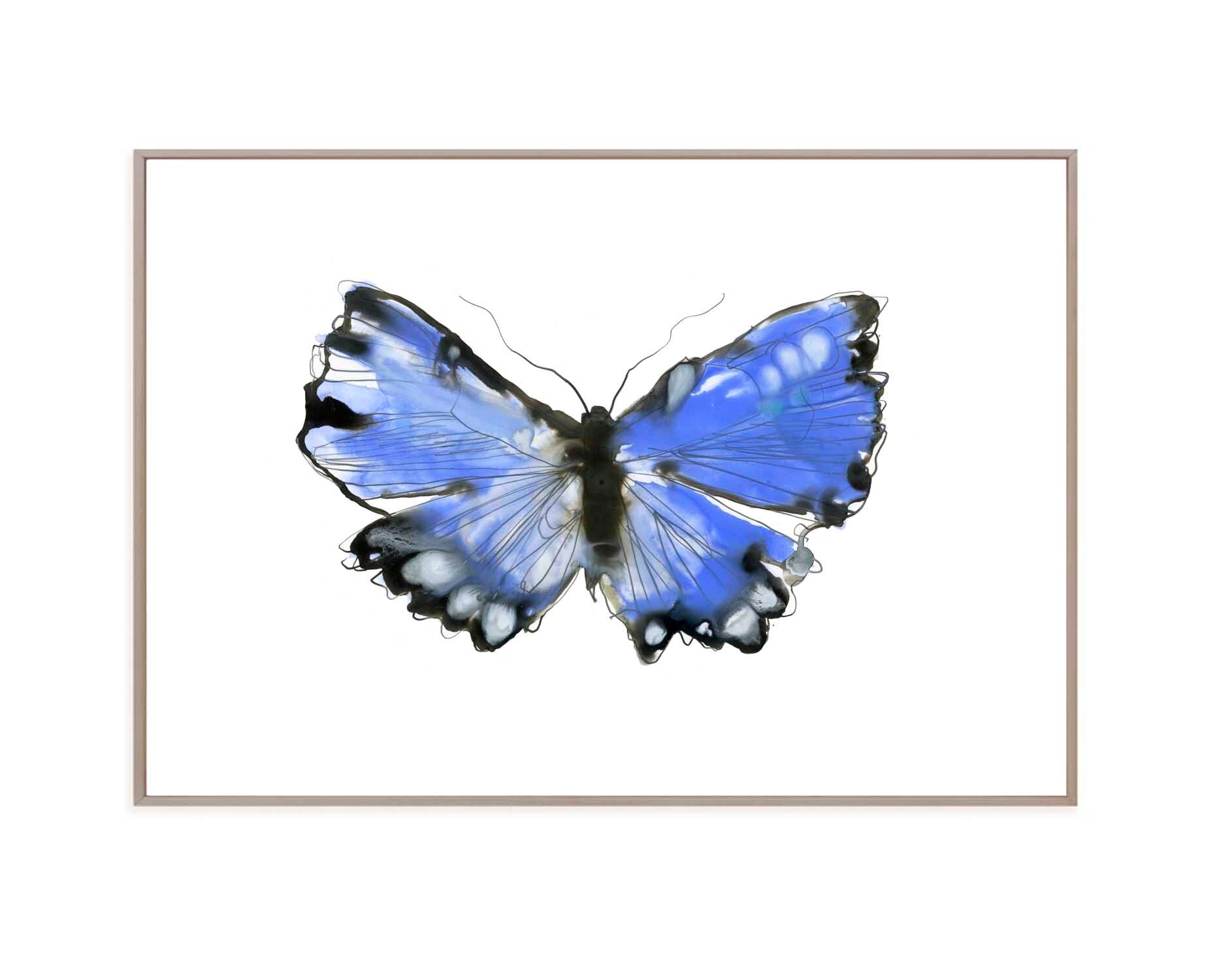Blue Morpho Butterfly