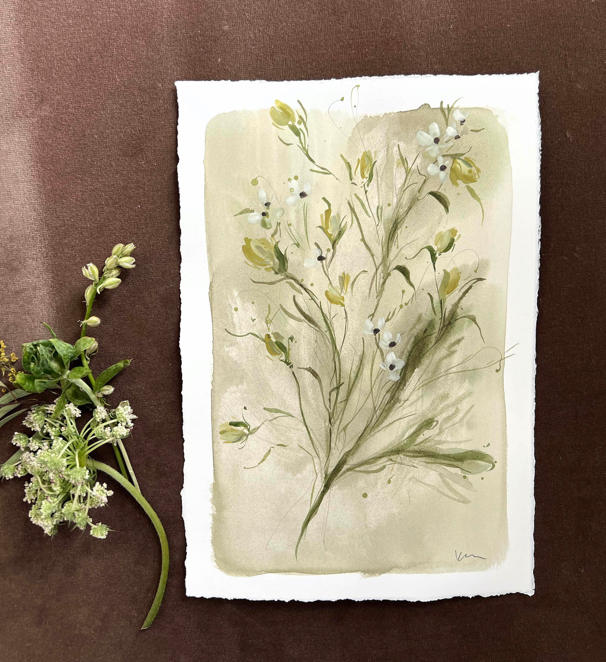 Yellow Toadflax No. 1