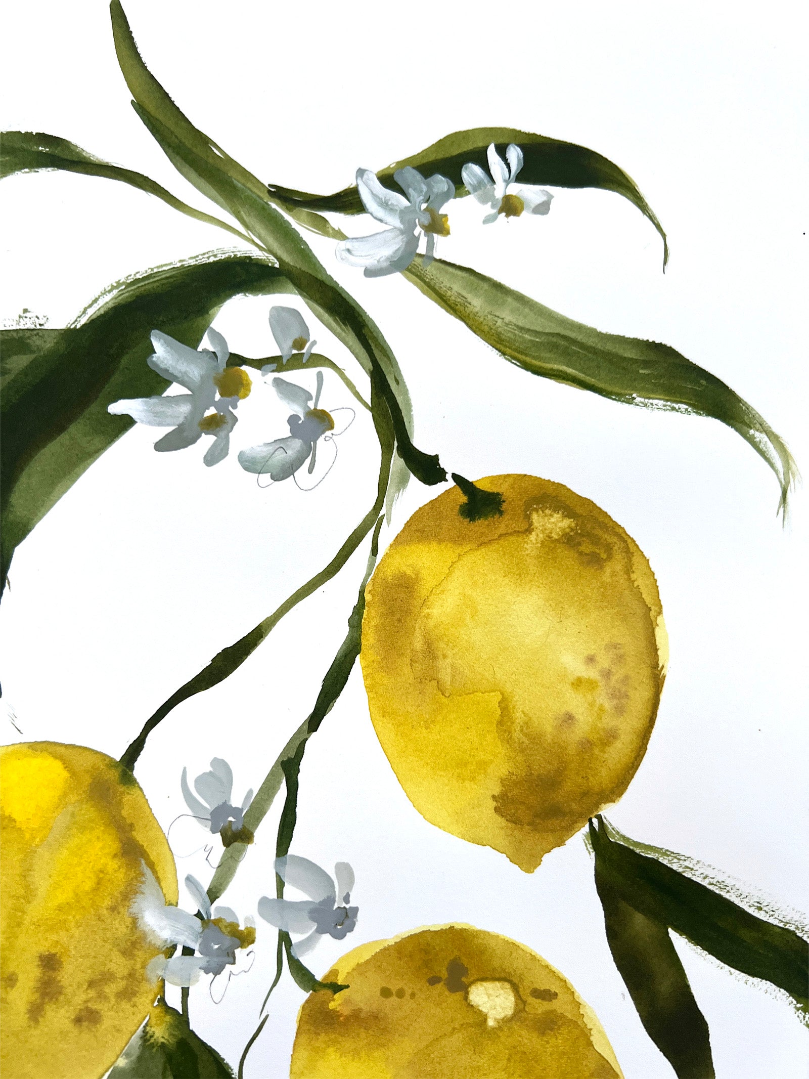 Lemon Study No. 3
