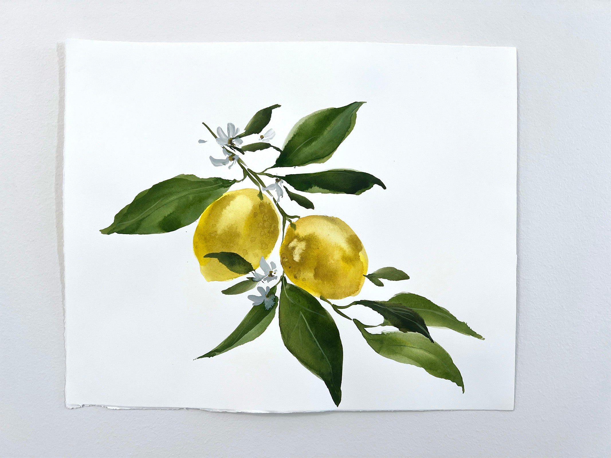 Lemon Study No. 4