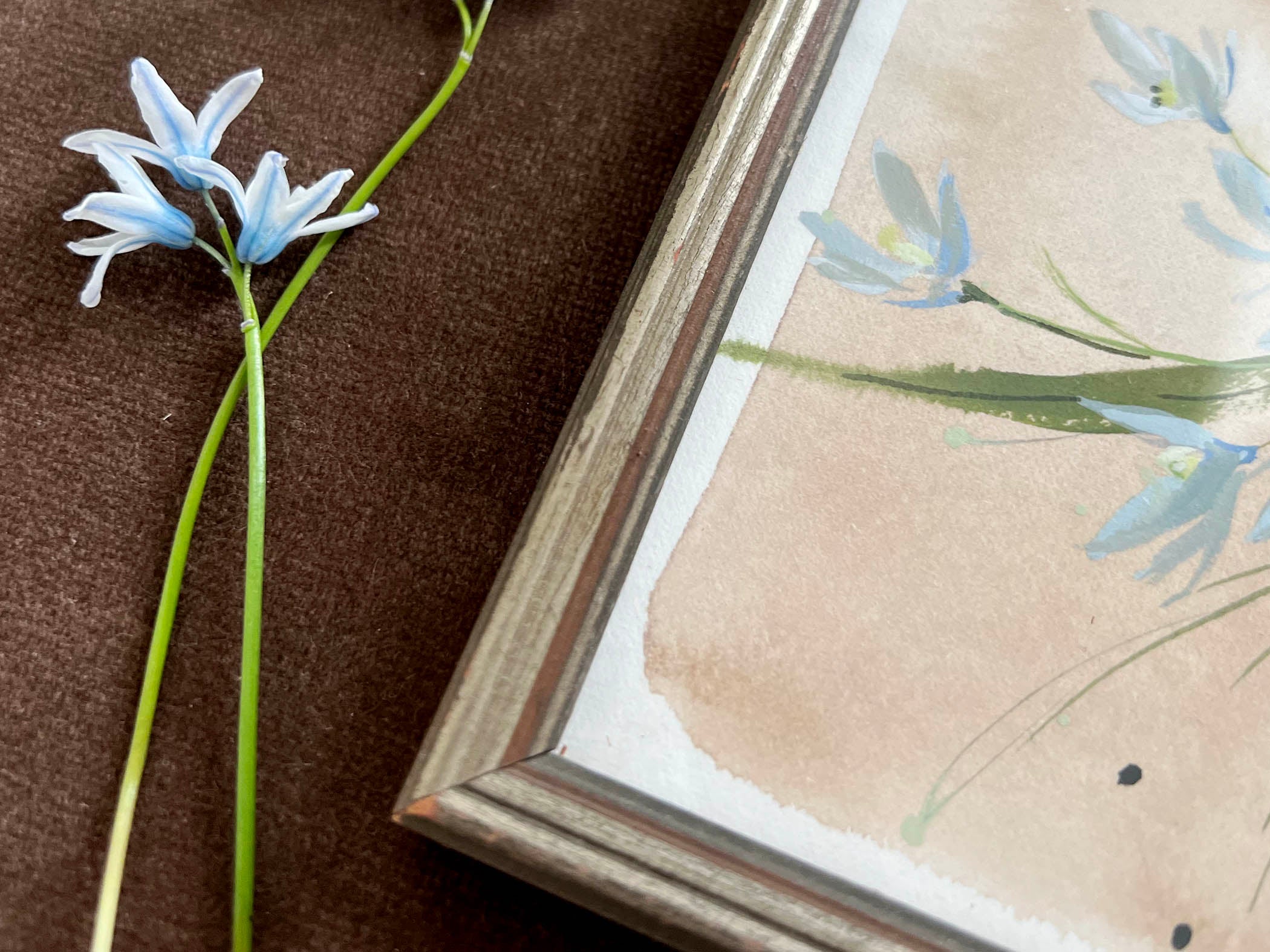 Striped Squill No. 1