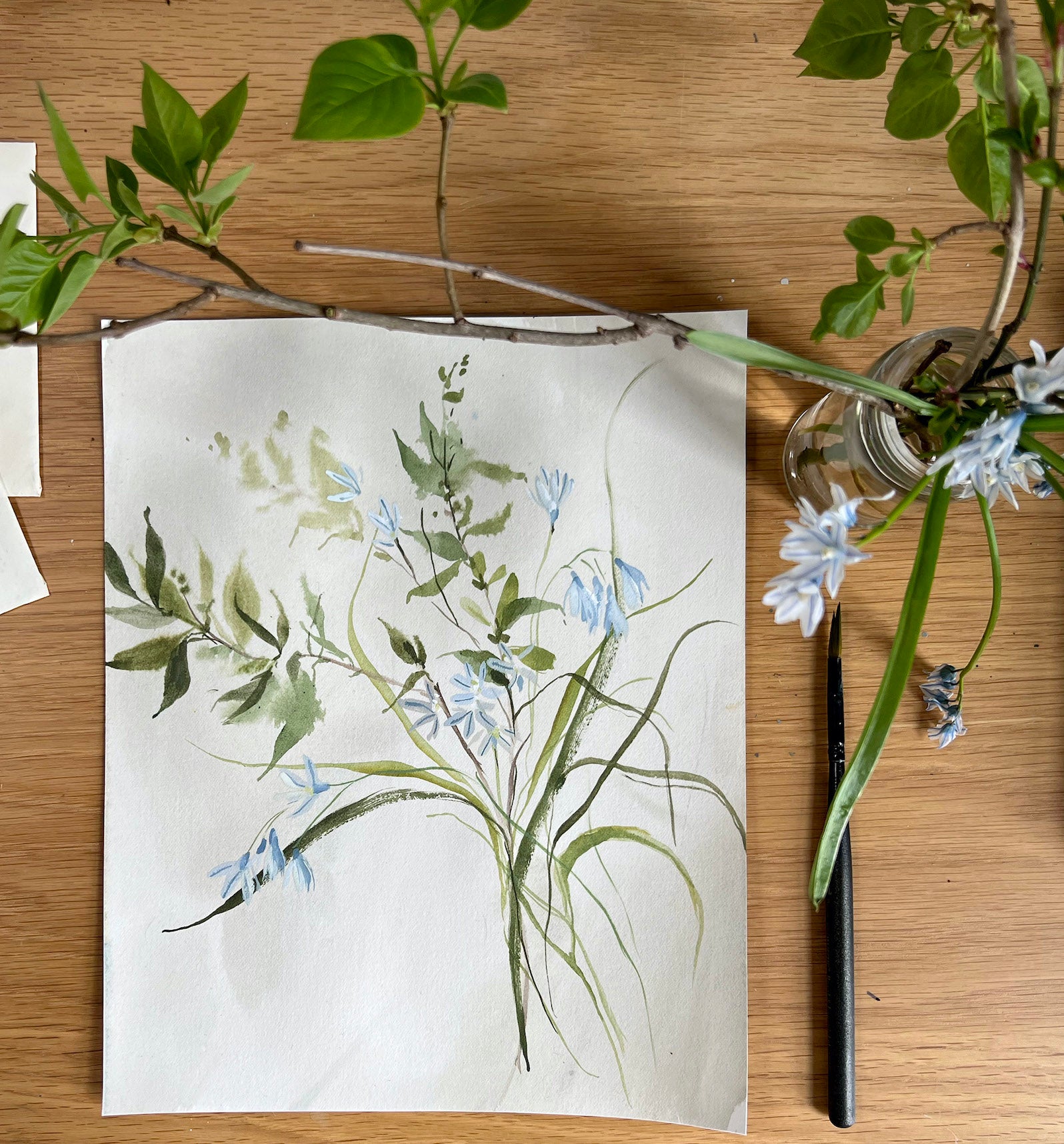 Striped Squill No. 2