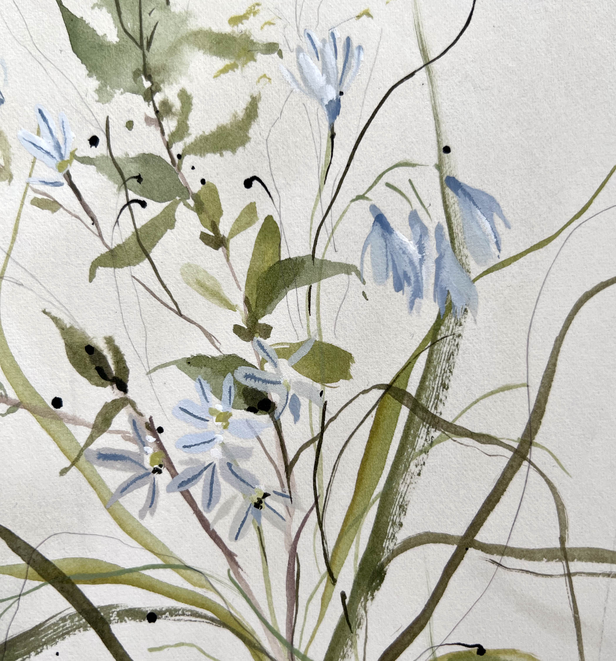 Striped Squill No. 2