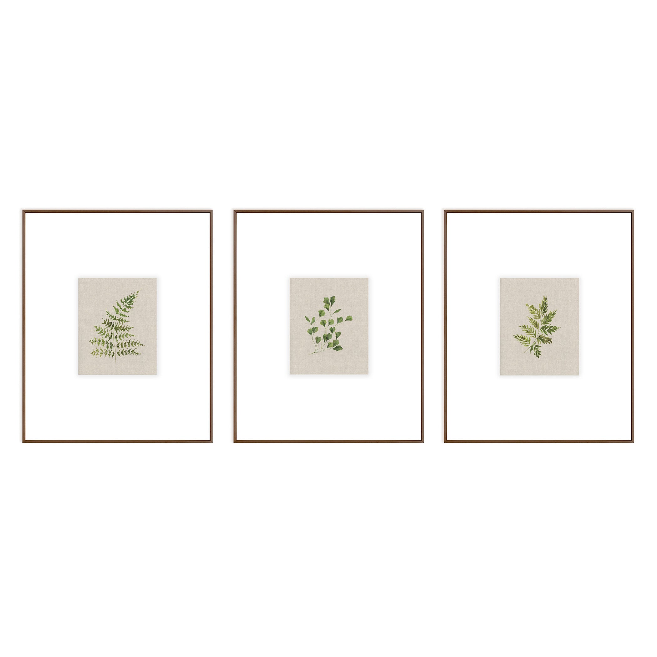 Fern Study (set of three)