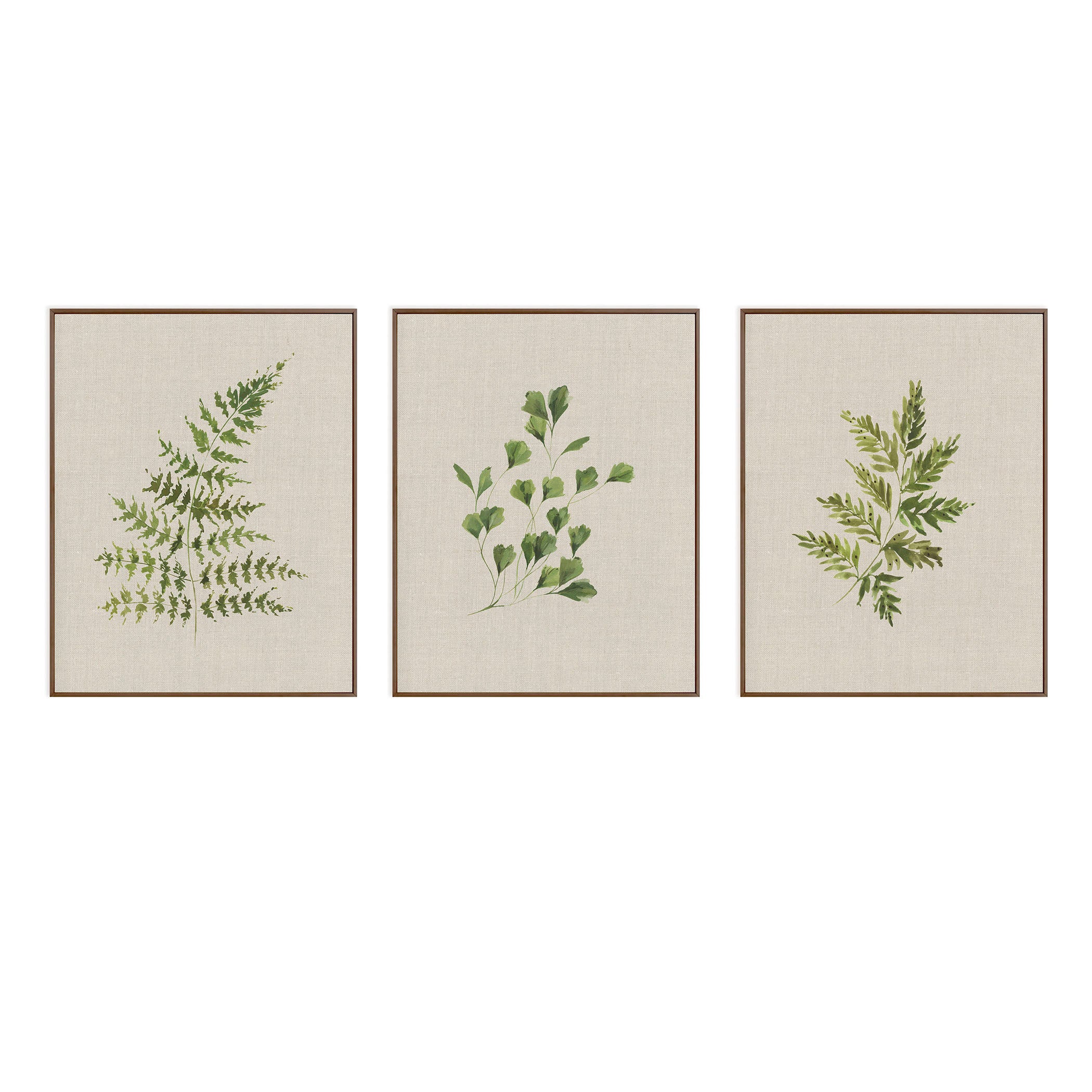 Fern Study (set of three)